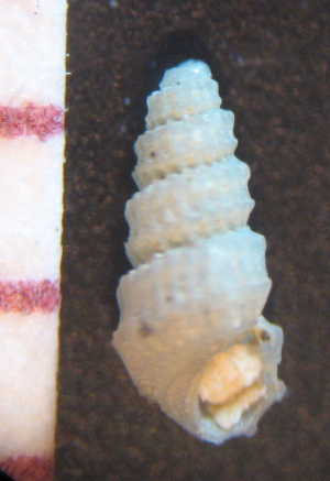 Rissoidae?